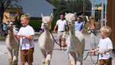 thumbnail of medium Familienfest bei Stern & Hafferl Verkehr